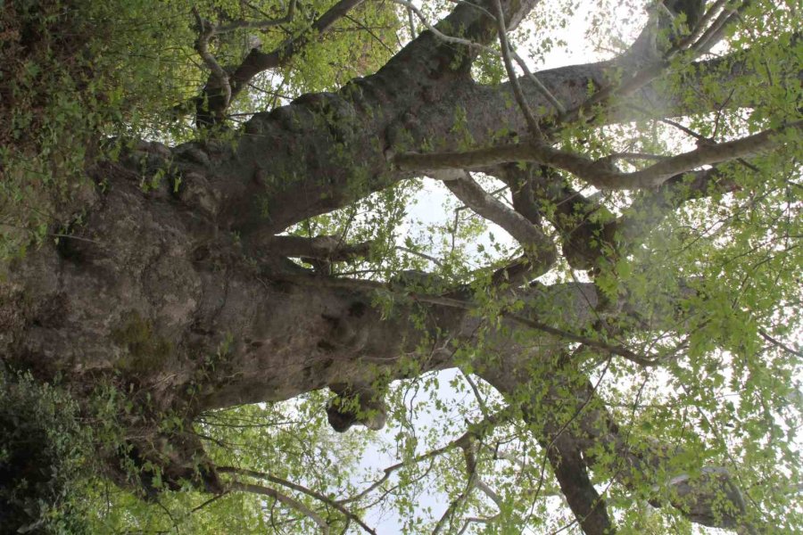 2 Bin 700 Yıllık Çınar Ziyaretçilerini Bekliyor