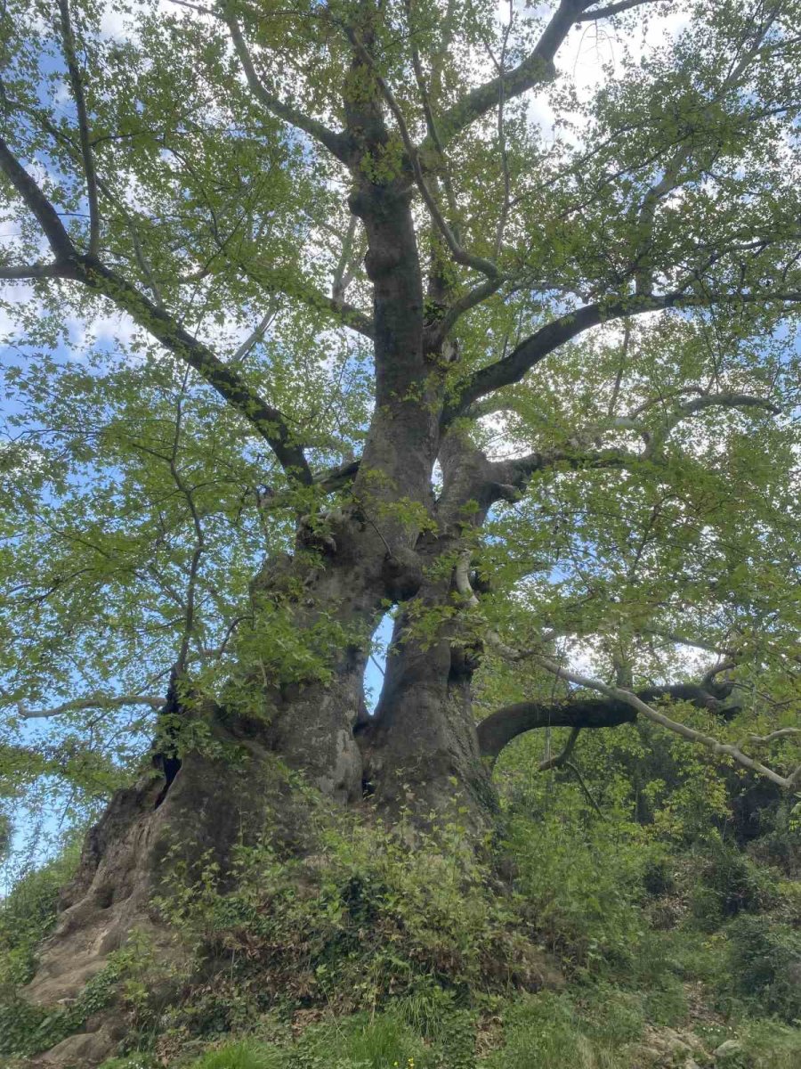 2 Bin 700 Yıllık Çınar Ziyaretçilerini Bekliyor