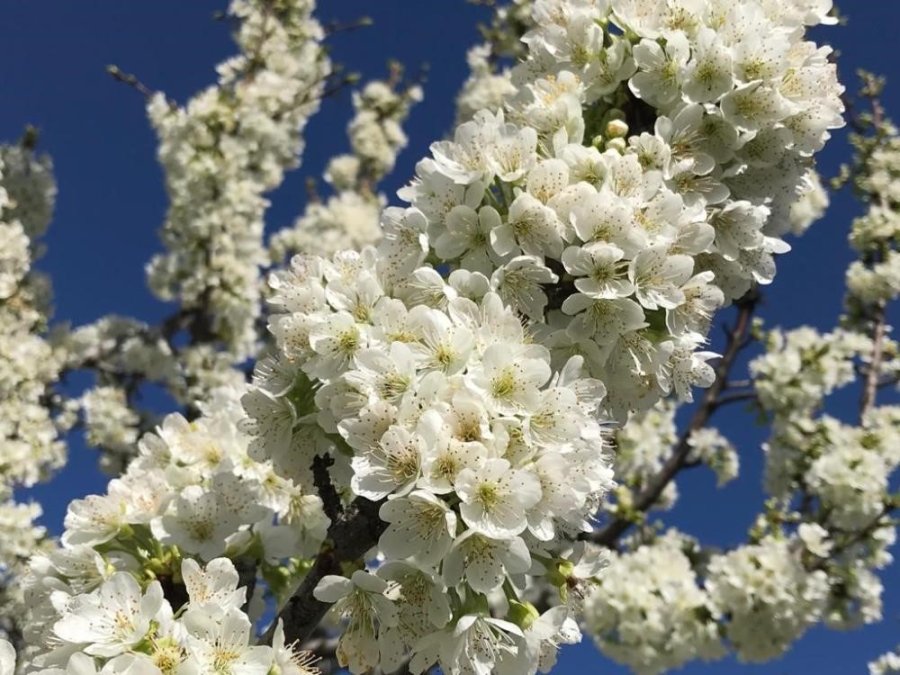 Kiraz Ve Vişne Bahçeleri Gelinliğini Giydi