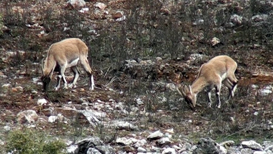 Avlanması, Evcilleştirilmesi Yasak Olan Yaban Keçileri İnsanlarla İç İçe Yaşıyor