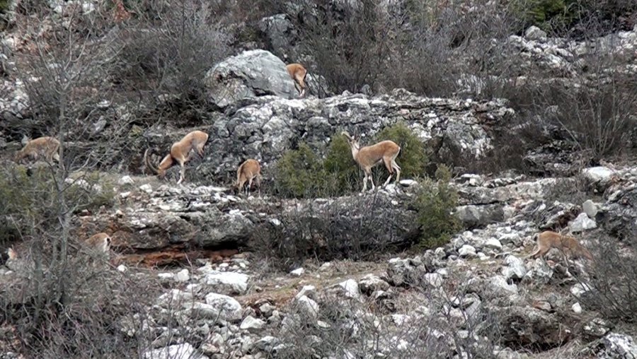 Avlanması, Evcilleştirilmesi Yasak Olan Yaban Keçileri İnsanlarla İç İçe Yaşıyor