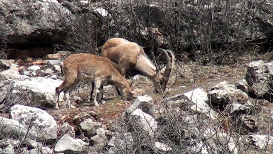 Avlanması, Evcilleştirilmesi Yasak Olan Yaban Keçileri İnsanlarla İç İçe Yaşıyor