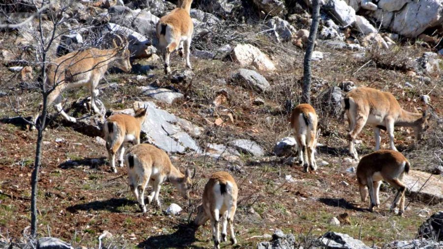 Avlanması, Evcilleştirilmesi Yasak Olan Yaban Keçileri İnsanlarla İç İçe Yaşıyor
