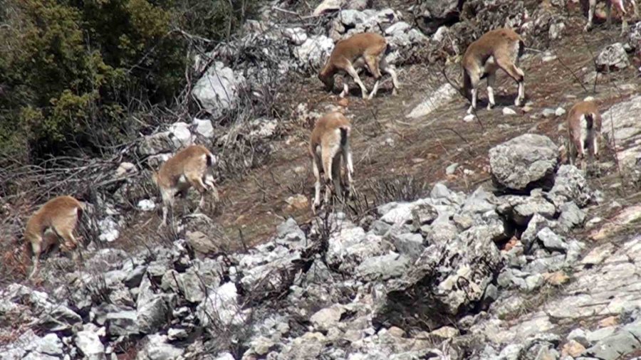 Avlanması, Evcilleştirilmesi Yasak Olan Yaban Keçileri İnsanlarla İç İçe Yaşıyor