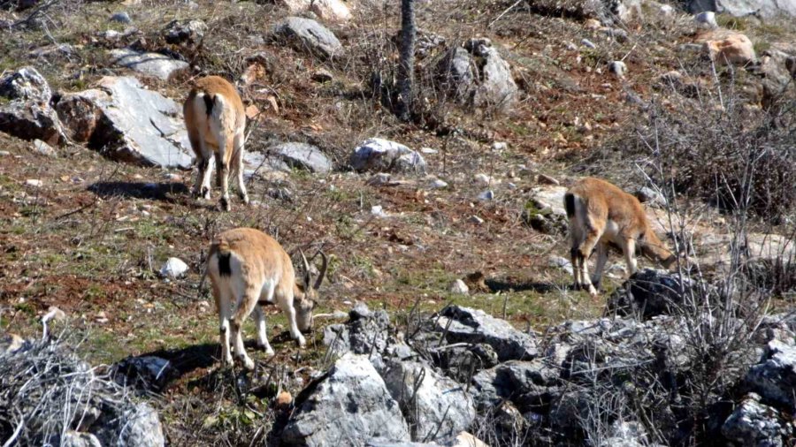 Avlanması, Evcilleştirilmesi Yasak Olan Yaban Keçileri İnsanlarla İç İçe Yaşıyor