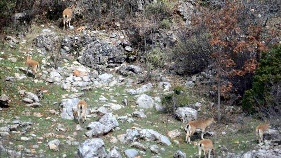 Avlanması, Evcilleştirilmesi Yasak Olan Yaban Keçileri İnsanlarla İç İçe Yaşıyor