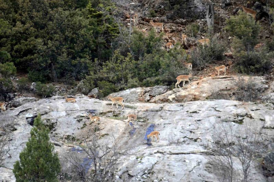 Avlanması, Evcilleştirilmesi Yasak Olan Yaban Keçileri İnsanlarla İç İçe Yaşıyor