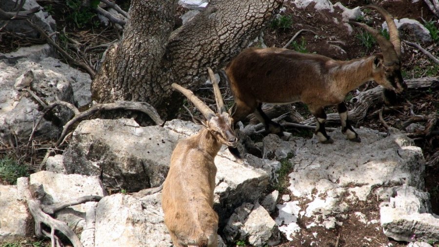 Avlanması, Evcilleştirilmesi Yasak Olan Yaban Keçileri İnsanlarla İç İçe Yaşıyor