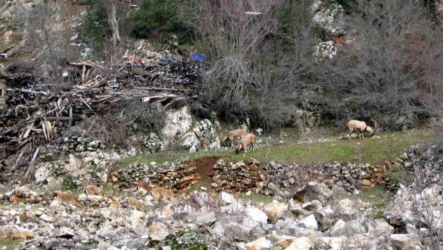 Avlanması, Evcilleştirilmesi Yasak Olan Yaban Keçileri İnsanlarla İç İçe Yaşıyor