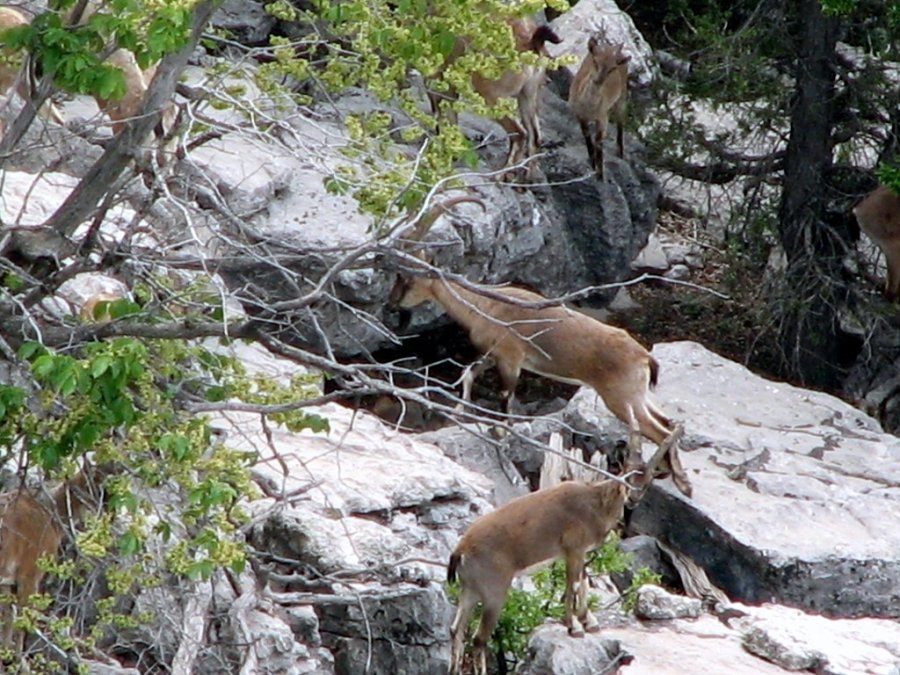 Avlanması, Evcilleştirilmesi Yasak Olan Yaban Keçileri İnsanlarla İç İçe Yaşıyor