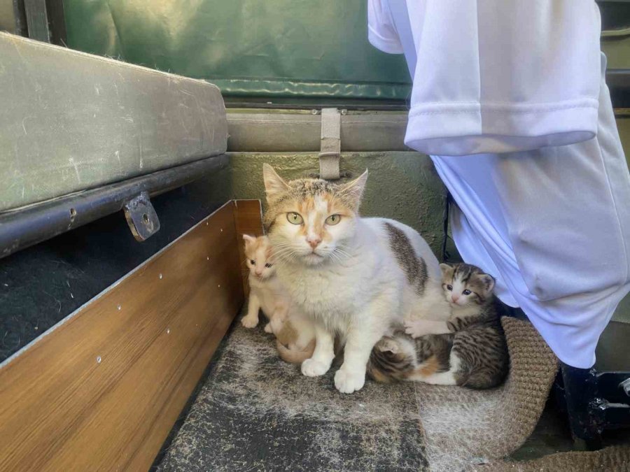 Özel Yapım Aracını Anne Kedi Ve Yavrularına Tahsis Etti