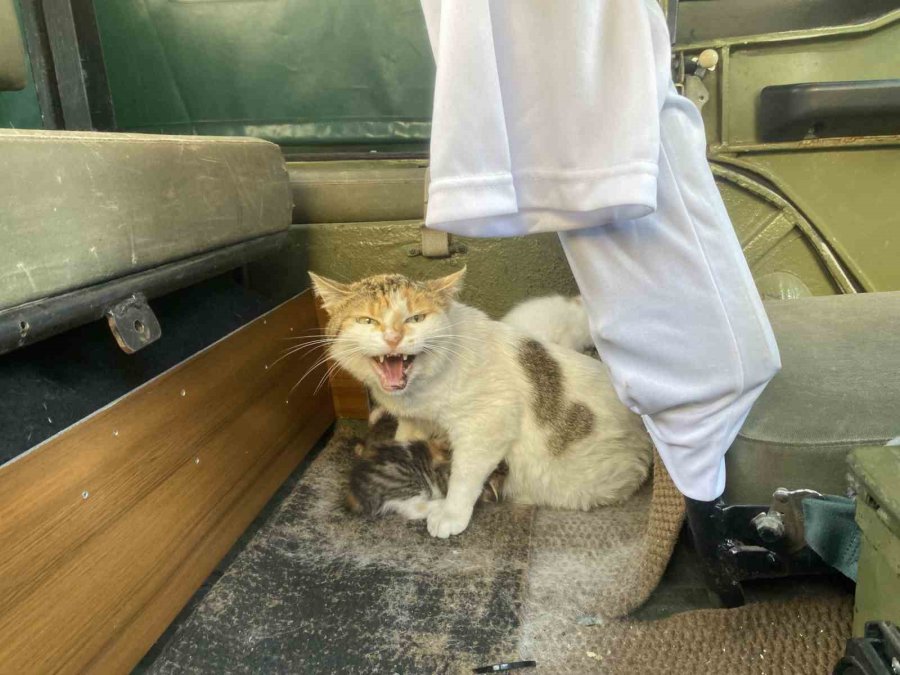 Özel Yapım Aracını Anne Kedi Ve Yavrularına Tahsis Etti