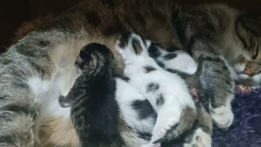 Sokakta Gördüğü Hamile Kediyi Sahiplendi