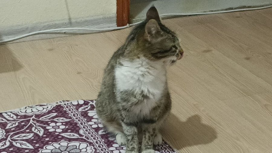 Sokakta Gördüğü Hamile Kediyi Sahiplendi