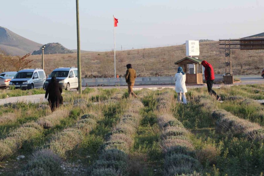 Tatilinin Son Gününde Acıgöl Ve Lavanta Bahçesine Ziyaretçi Akını