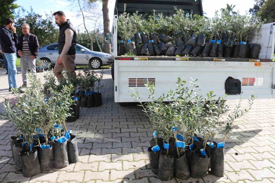 Antalya Büyükşehir Belediyesi’nden Serikli Çiftçilere 700 Zeytin Fidanı