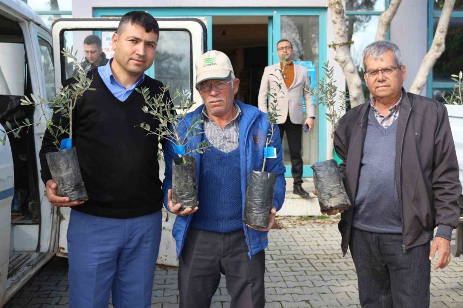 Antalya Büyükşehir Belediyesi’nden Serikli Çiftçilere 700 Zeytin Fidanı