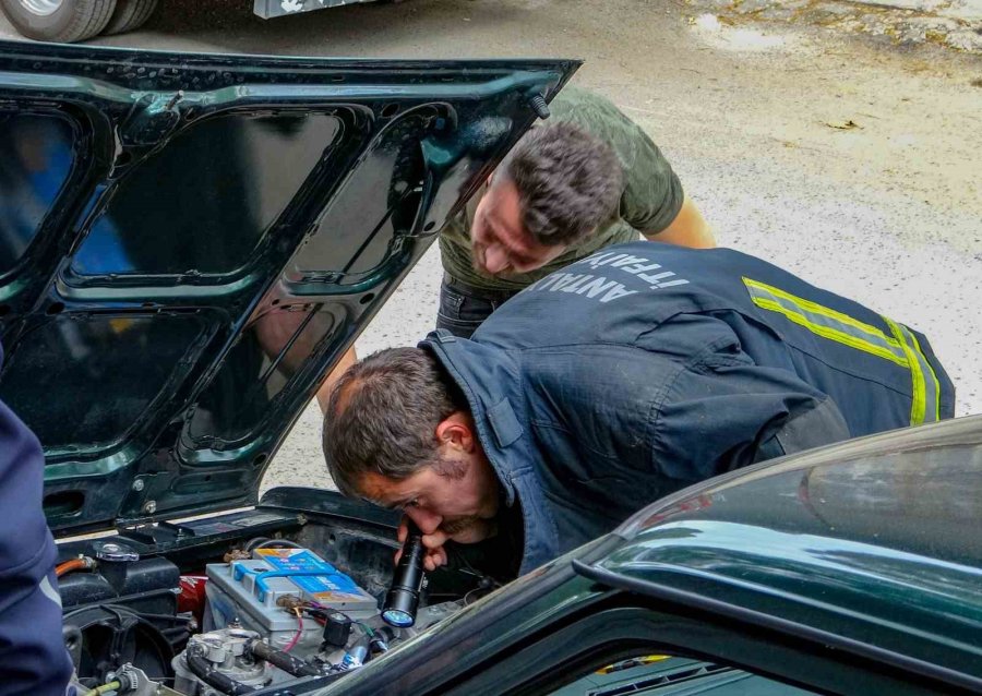 Antalya’da Otomobilde Yılan Alarmı