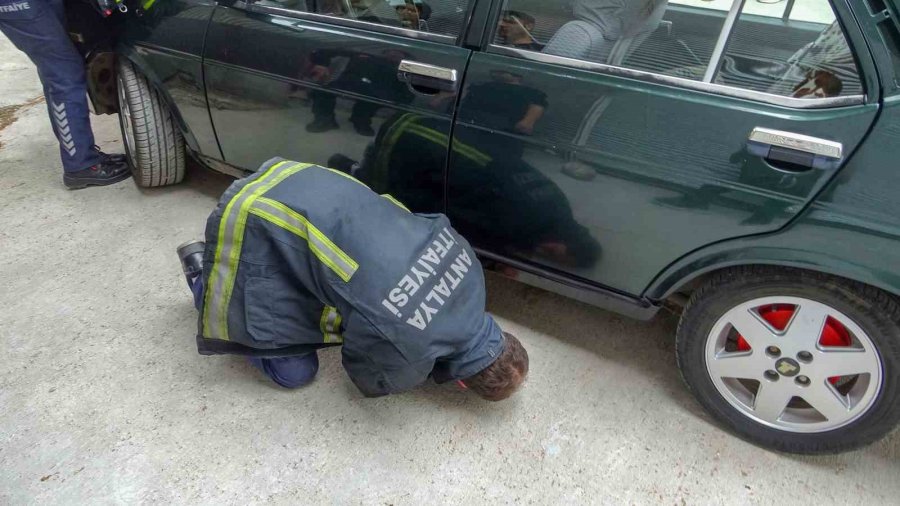 Antalya’da Otomobilde Yılan Alarmı