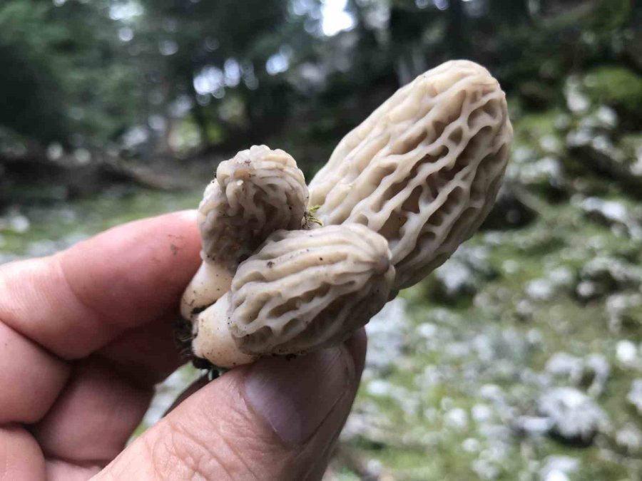 Doğada Nadir Bulunuyor, Kilogramı 600 Liradan Satılıyor