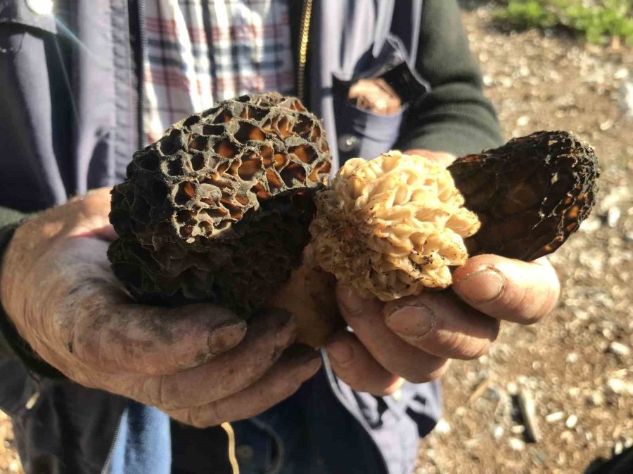 Doğada Nadir Bulunuyor, Kilogramı 600 Liradan Satılıyor