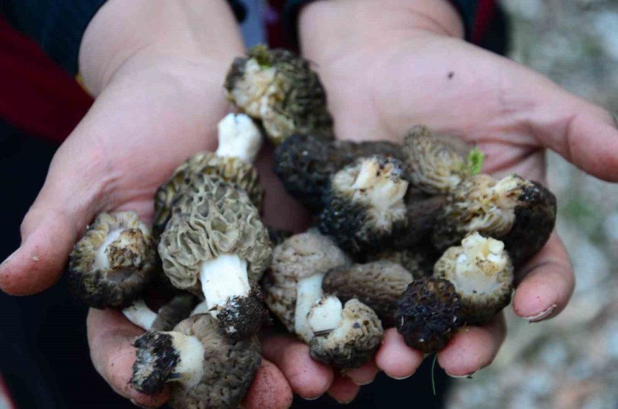 Doğada Nadir Bulunuyor, Kilogramı 600 Liradan Satılıyor