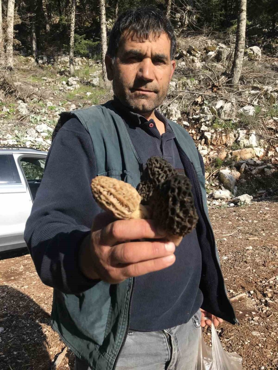 Doğada Nadir Bulunuyor, Kilogramı 600 Liradan Satılıyor