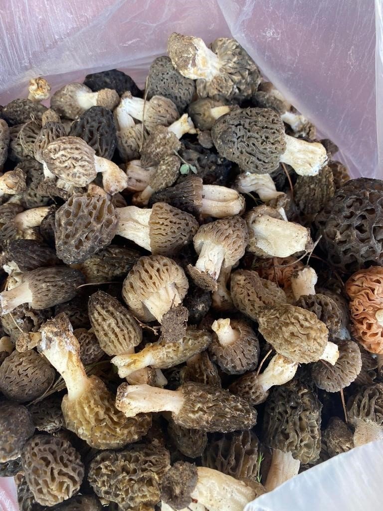 Doğada Nadir Bulunuyor, Kilogramı 600 Liradan Satılıyor