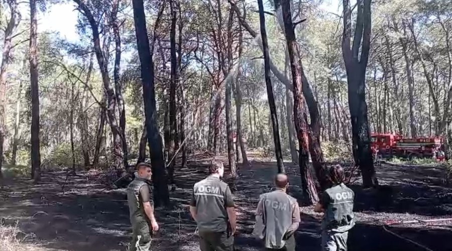 Manavgat’ta Çamlık Alanda Yangın