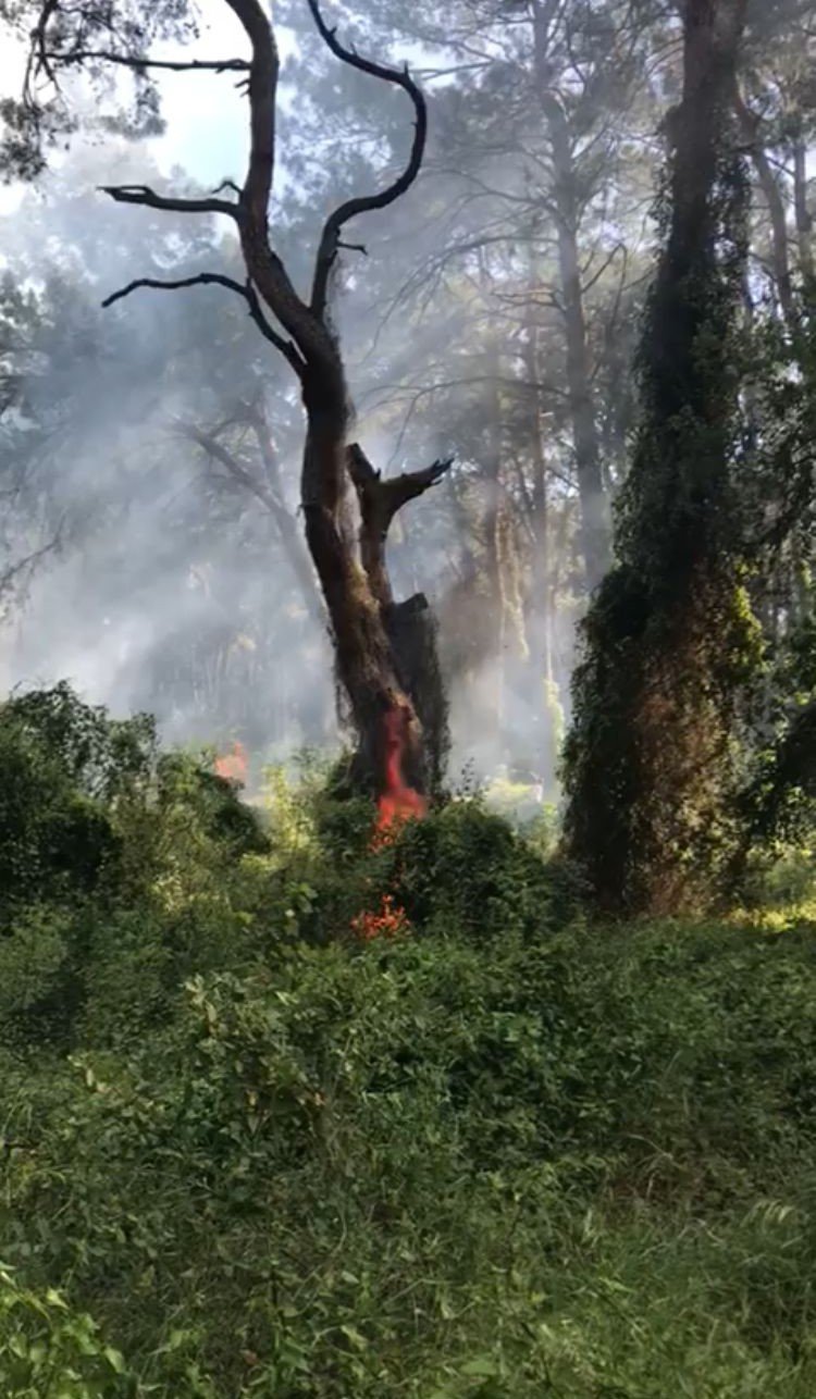 Manavgat’ta Çamlık Alanda Yangın