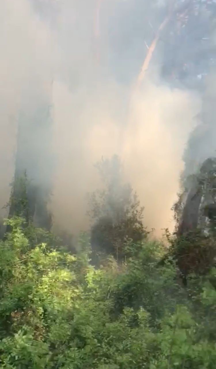 Manavgat’ta Çamlık Alanda Yangın
