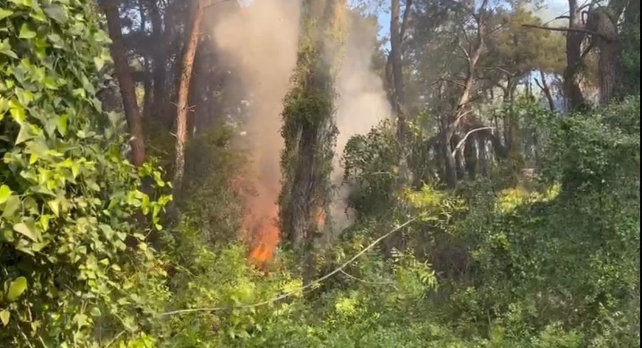 Manavgat’ta Çamlık Alanda Yangın