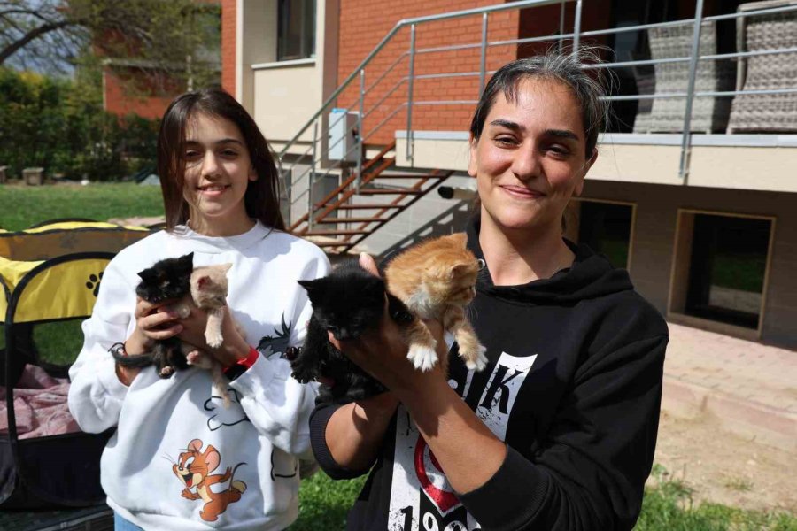 Bu Kadarına Pes Dedirtti, 4 Yavru Kediyi Çöpe Attı