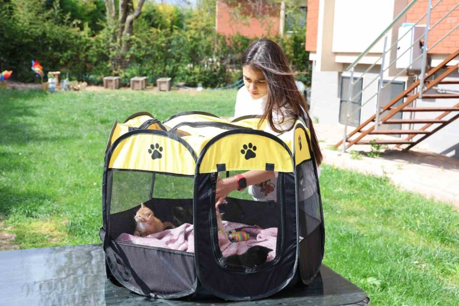 Bu Kadarına Pes Dedirtti, 4 Yavru Kediyi Çöpe Attı