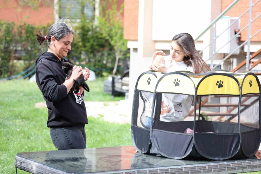 Bu Kadarına Pes Dedirtti, 4 Yavru Kediyi Çöpe Attı