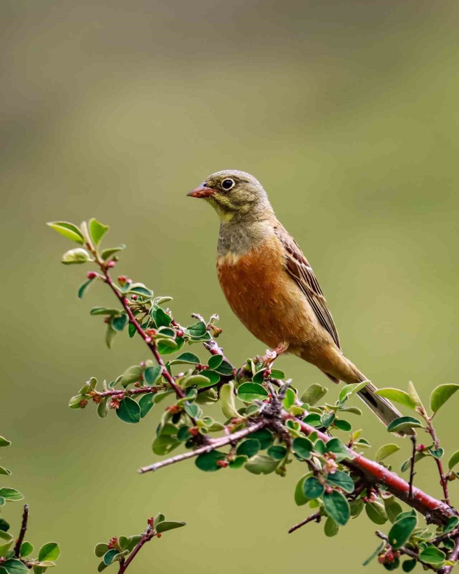 Aladağlar Milli Parkı Ve Niğde Akkaya Barajı, Kuş Fotoğrafçılarının Mekanı Oldu