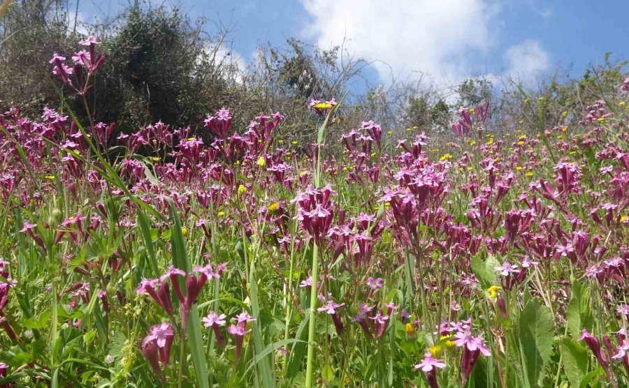 Yayla Ve Köyler Baharla Yeşile Bürünerek Renklendi