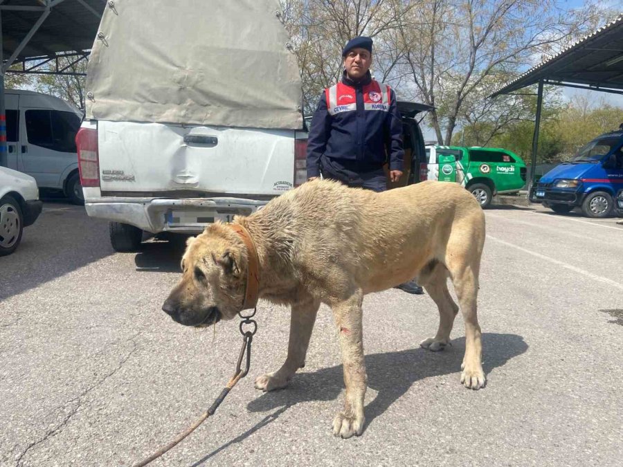 Köpek Dövüştürücüleri Önce Dron İle Sonra Da Kovalamacayla Yakalandı