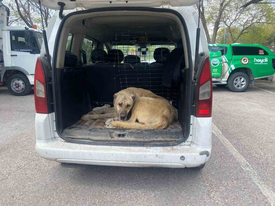 Köpek Dövüştürücüleri Önce Dron İle Sonra Da Kovalamacayla Yakalandı
