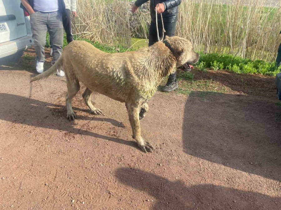 Köpek Dövüştürücüleri Önce Dron İle Sonra Da Kovalamacayla Yakalandı