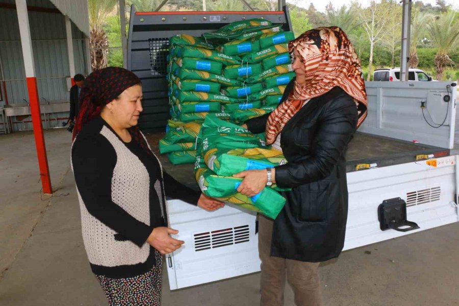 Büyükşehir Belediyesi’nden Silajlık Mısır Tohumu Desteği