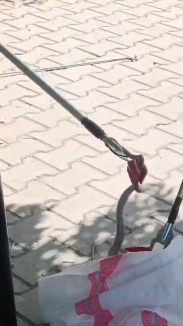 Okul Bahçesindeki Yılanı İtfaiye Ekipleri Yakaladı