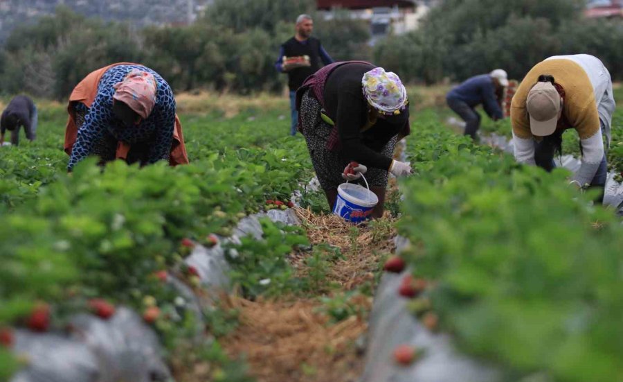 Kilosu 50 Tl’ye Kadar Düştü: Çilekte Açıkta Hasat Zamanı