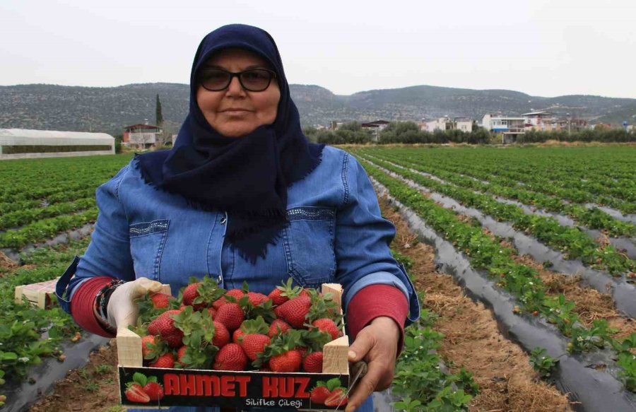 Kilosu 50 Tl’ye Kadar Düştü: Çilekte Açıkta Hasat Zamanı