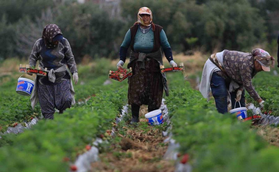 Kilosu 50 Tl’ye Kadar Düştü: Çilekte Açıkta Hasat Zamanı