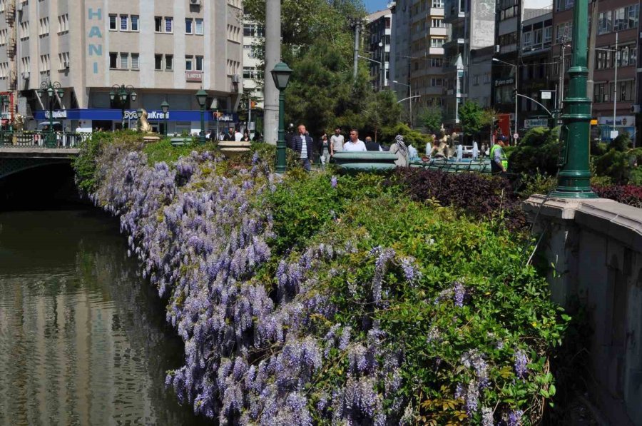 Baharın Gelişiyle Açan Çiçek Ve Ağaçlar Görenleri Mest Etti