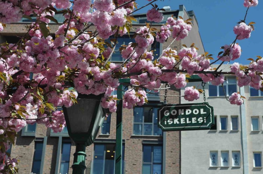 Baharın Gelişiyle Açan Çiçek Ve Ağaçlar Görenleri Mest Etti