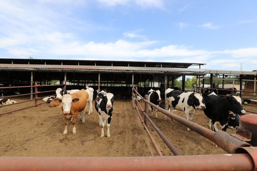 Rektör Özkan: "dondurma Ve Büyükbaş Hayvan Et Üretim Tesisimizi Hayata Geçirmeyi Planlıyoruz”