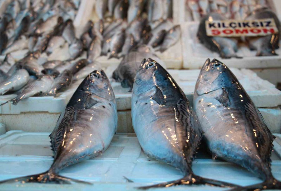 Av Yasağının Başlamasıyla Balık Çeşitliliği Azalacak, Fiyatlar Aynı Kalacak