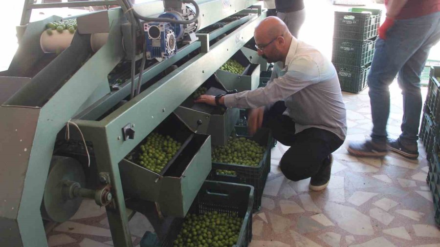 Kilosu 50 İle 350 Tl Arasında: Mersin’de Açıkta Erik Hasadı Başladı